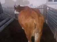 Krowa, Simmental cattle — zdjęcie 2