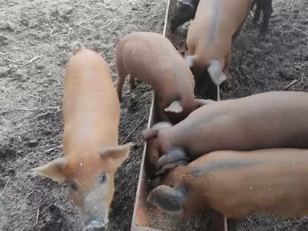 암퇘지, Мангалица