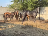 Hingst, Orlov Trotter — foto 1