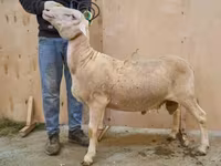 Baran, Lacaune sheep — zdjęcie 1