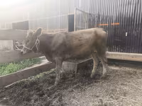 Krava, Swiss cattle — foto 4