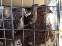 Quails — عکس 1