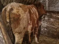 گاو نر, Simmental cattle — عکس 3