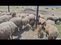 میش, گوسفند — عکس 7