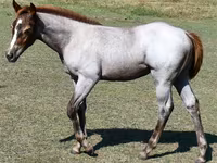பெண் குதிரை, Quarter Horse — புகைப்படம் 2
