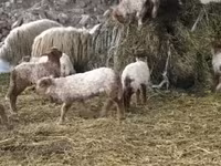 میش, Racka sheep — عکس 6