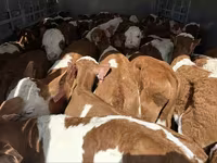 Lembu jantan, Simmental cattle — foto 1