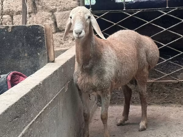 Ram, Arashan sheep — Kyrgyzstan