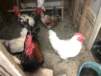 Chickens — ፎቶ 2