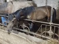 Kuda jantan, Horses — foto 5