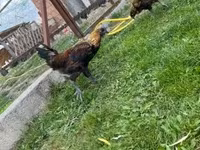 گا نوی — عکس 3