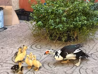 domácí kachna pižmová — foto 1