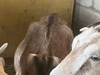 Cabras (lote, sexo não especificado), Alpine goat — foto 2