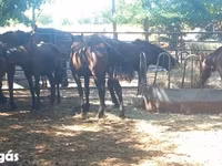Kuda jantan, Horses — foto 1