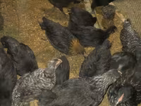 Australorp — foto 4