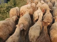 Domba betina, Sheep — foto 3