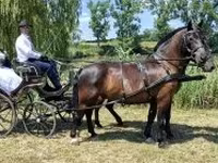 Kůň, Hungarian horse breed — foto 4