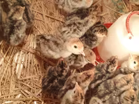 Turkeys — புகைப்படம் 3