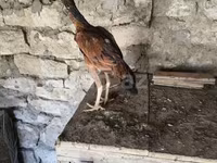 Chickens — zdjęcie 1