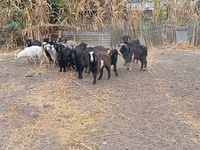 Ged, Alpine goat — foto 5