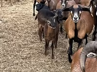 Ovca, Cameroon sheep — fotografija 4