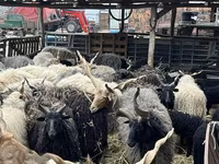 Biri-biri (lot, jantina tidak dinyatakan), Racka sheep — foto 1