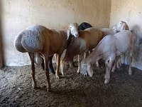 Vædder, Arashan sheep — foto 4