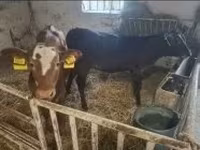 Ko, Limousin-ko. — foto 2