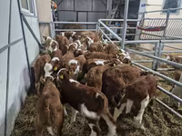 Skot (série, pohlaví neuvedeno), Simmental cattle — foto 2