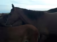 ม้าตัวเมีย, Horse breed — รูปภาพ 7
