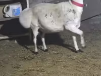 Beran, Blackheaded Persian sheep — foto 2