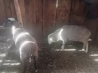 Wad, Sheep — sawirka 2