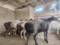 Ovce, Arashan sheep — foto 4