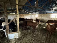 Lembu jantan, Simmental cattle — foto 5
