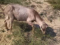 بز نر, بز — عکس 2
