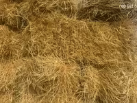 Գարու տուկեր սալոմ — ፎቶ 1