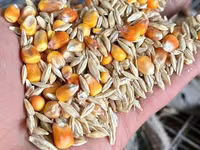 Продаю арпа жем ячмень дроблённый в мешках горох в мешках отруби кебек — foto 4