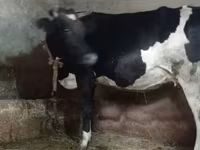 گاو ماده, Russian Black pied cattle — عکس 2