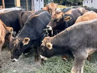 Bulle, Swiss cattle — Foto 3