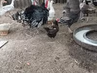 Turkeys — снимка 3