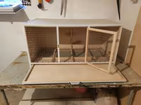 Papuqay,dovşan,hamster,şinşila,bildirçin,cücə,xamyak,pişik,quş,tısbağa — عکس 3