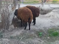 Ram, Sheep — photo 2
