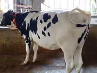 Sapi, Holstein breed — foto 1