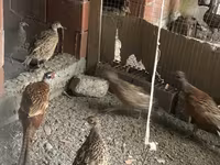 Quails — fotografija 1