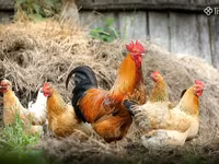 Chickens — 1. fotó
