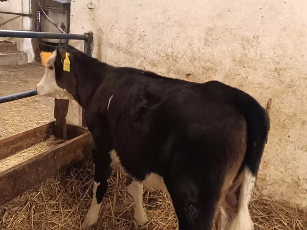 Lembu betina, Aberdeen-Angus