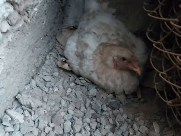 Chickens