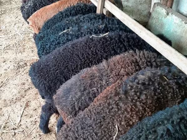 Carnero, Arabi sheep