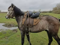 Faras, Azerbaijan horse — sawirka 4