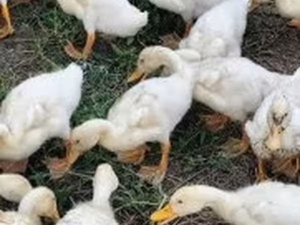 Pekin Jerman